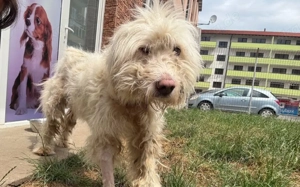 Kämpferherz Ole verdient ein liebevolles Zuhause