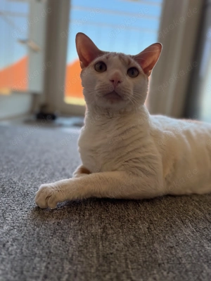 Reinrassiger German Rex Kater Niko mit Stammbaum abzugeben - kastriert, geimpft, gechipt, 2,5 Jahre 