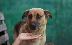 Schmusige Chloe sucht ihre Menschen