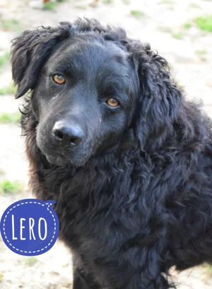 Lero, wunderhübscher und lieber Retriever   Kroatischer Schäferhund Mix