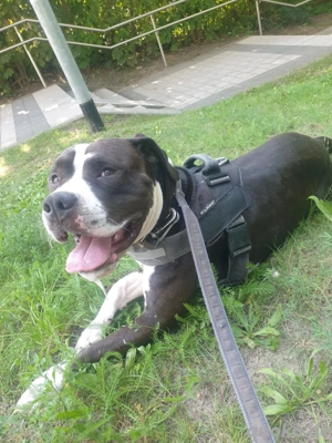 deutschdogge Mischling  Bild 2 deutschdogge Mischling  Bild 2