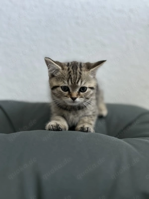 Kitten zu verkaufen 