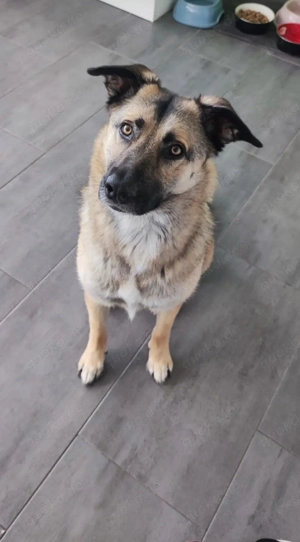 Wunderschöne Frieda