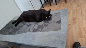 Kater zu verschenken 