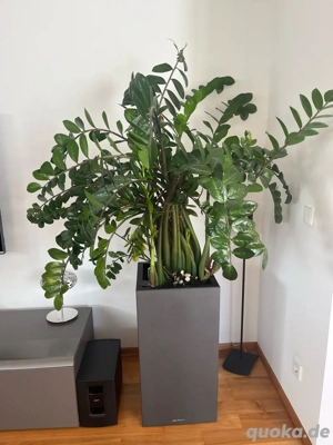 Zamioculcas Glücksfeder in Lechuza Canto premium 40 high anthrazit