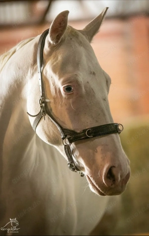 Eycatcher: Paint Horse Stute APHA 2023 zweij. Bild 4