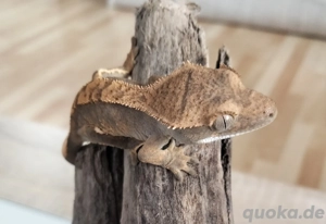 Kronengeckos Bild 5