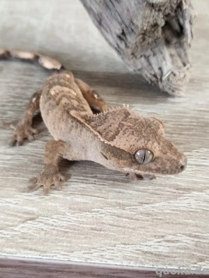 Kronengeckos Bild 7