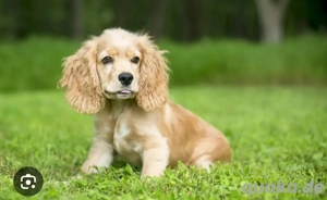 ich suche ein cocker spaniel welpen