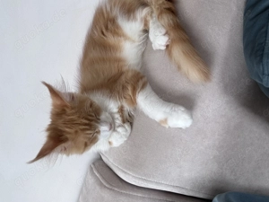 Maine Coon kitten 