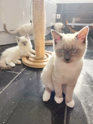 5 Bildschöne BKH Ragdoll Mix Kitten Abgabe bereit