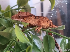 Befruchtete Kronengecko- & Höckerkopfgecko-Eier gesucht 