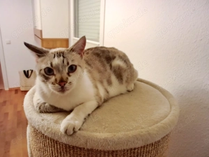 Halb-Bengal Kater sucht ein liebevolles Zuhause 