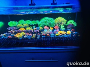 Korallen Ableger Meerwasser