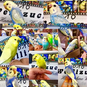 Junge Rainbow's HANDZAHME Wellensittiche