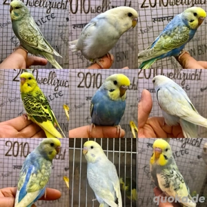 Handzahme bunte Wellensittiche aus liebevoller Hobbyzucht