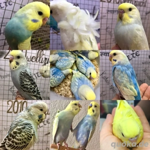 Handzahme bunte Wellensittiche aus liebevoller Hobbyzucht