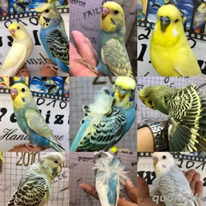 Sehr schöne HANDZAHME Wellensittiche