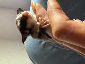 Sugar Glider in sonderfarben  Bild 3