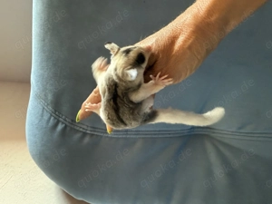 Sugar Glider in sonderfarben  Bild 5