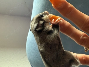 Sugar Glider in sonderfarben  Bild 4