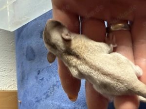 Sugar Glider in sonderfarben  Bild 6