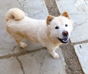 Chow-Chow Mädchen * Natascha* sucht das richtige Zuhause