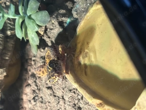 Leopardgecko mit Zubehör 