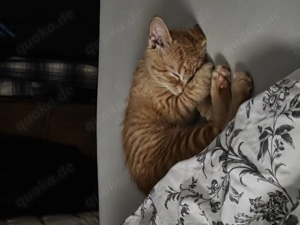 Kleines 20 Wochen altes kitten EKH