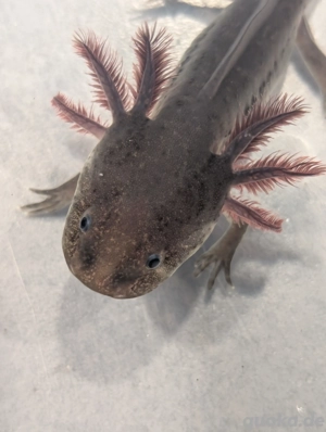 Axolotl verschiedene Farben Jungtiere 10 Monate 