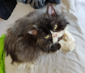 2 Kater suchen ein Zuhause 