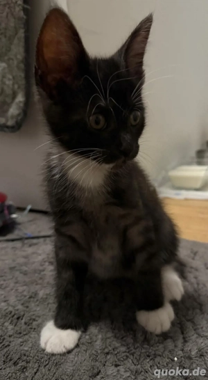 Maine-Coon Americen Shorthair Kitten mix zu verkaufen