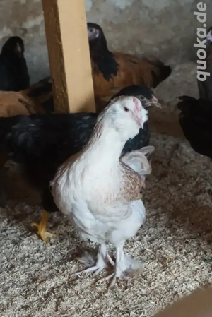 Hühner, Hennen, Rassegeflügel Bild 2