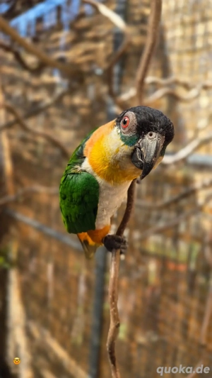 Grünzügel Pärchen 