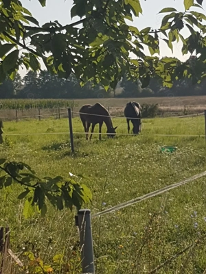 Paddockbox frei Bild 3