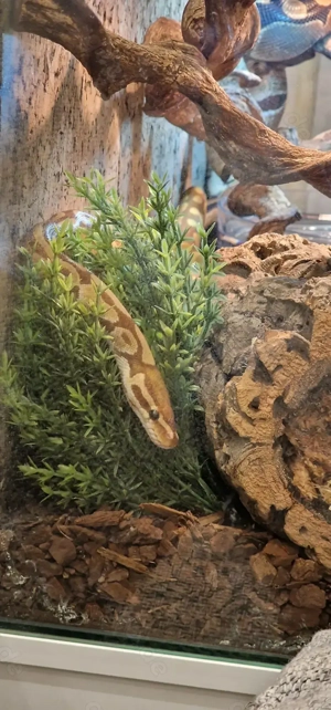 Königspython 1.0 Ultramel