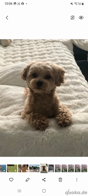 Deckrüde !! Kein Verkauf  Bild 5