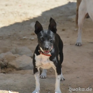 Lebensfroher Sonnenschein sucht aktive Menschen