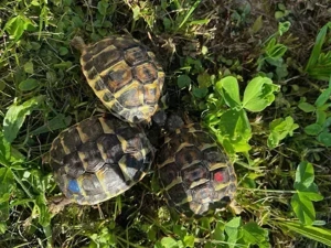 Griechische Landschildkröten THH Toskana + THB NZ 2024