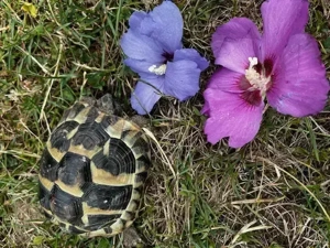 Griechische Landschildkröte THB NZ 2019    70 