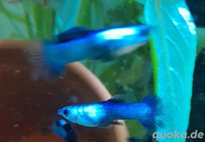 Gebe Panda guppys ab 