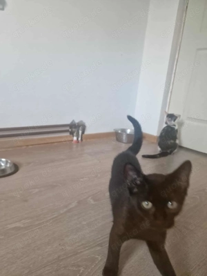 Dalida-schwarze Schönheit! Bild 3