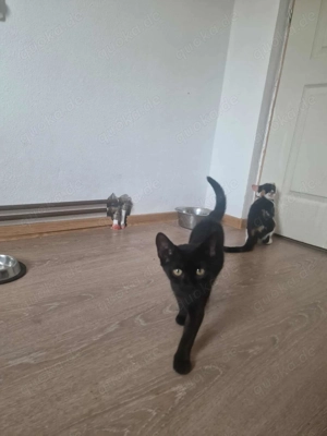 Dalida-schwarze Schönheit! Bild 2