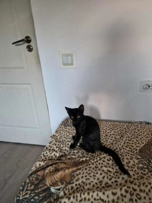 Dalida-schwarze Schönheit!