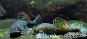 Gebe 3 Borneo Prachtflossensauger ab 