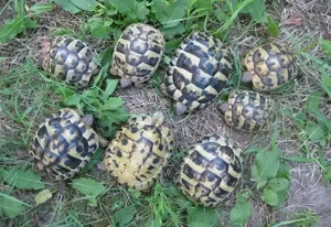 kleine griechische Landschildkröten NZ 2023 und 2024, weiblich erbrütet