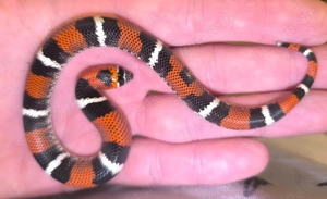 Hypo-E Lystrophis, HYPO-E Xenodon Pulcher,  Bild 2