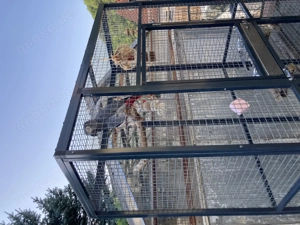 Suche Graupapagei zum vergesellschaften 