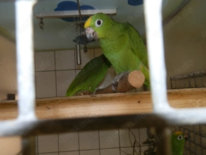 Surinam - Amazonen ( Gelbscheitel -Amazonen ) Bild 2