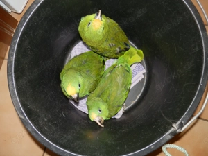 Surinam - Amazonen ( Gelbscheitel -Amazonen ) Bild 4